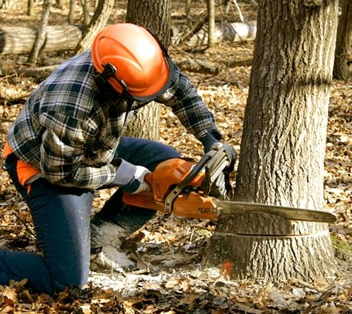 Tree Removal in Byers, TX